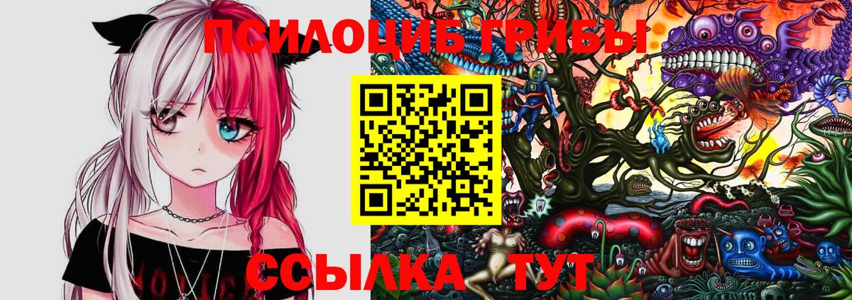 Галлюциногенные грибы Psilocybe Балтийск